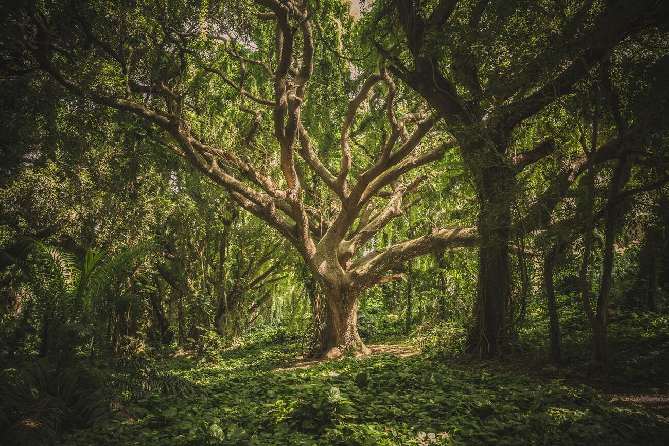 Dia da Árvore: astur destaca roteiro para conhecer a imponência da  floresta - astur